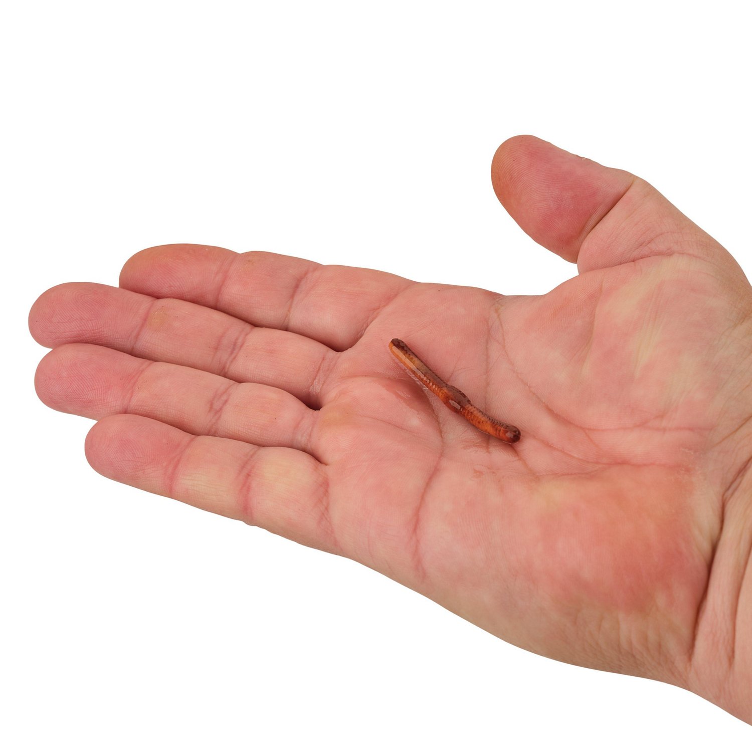 Berkley Gulp Alive Fat Floating Trout Worm 2 in Jar - view number 3