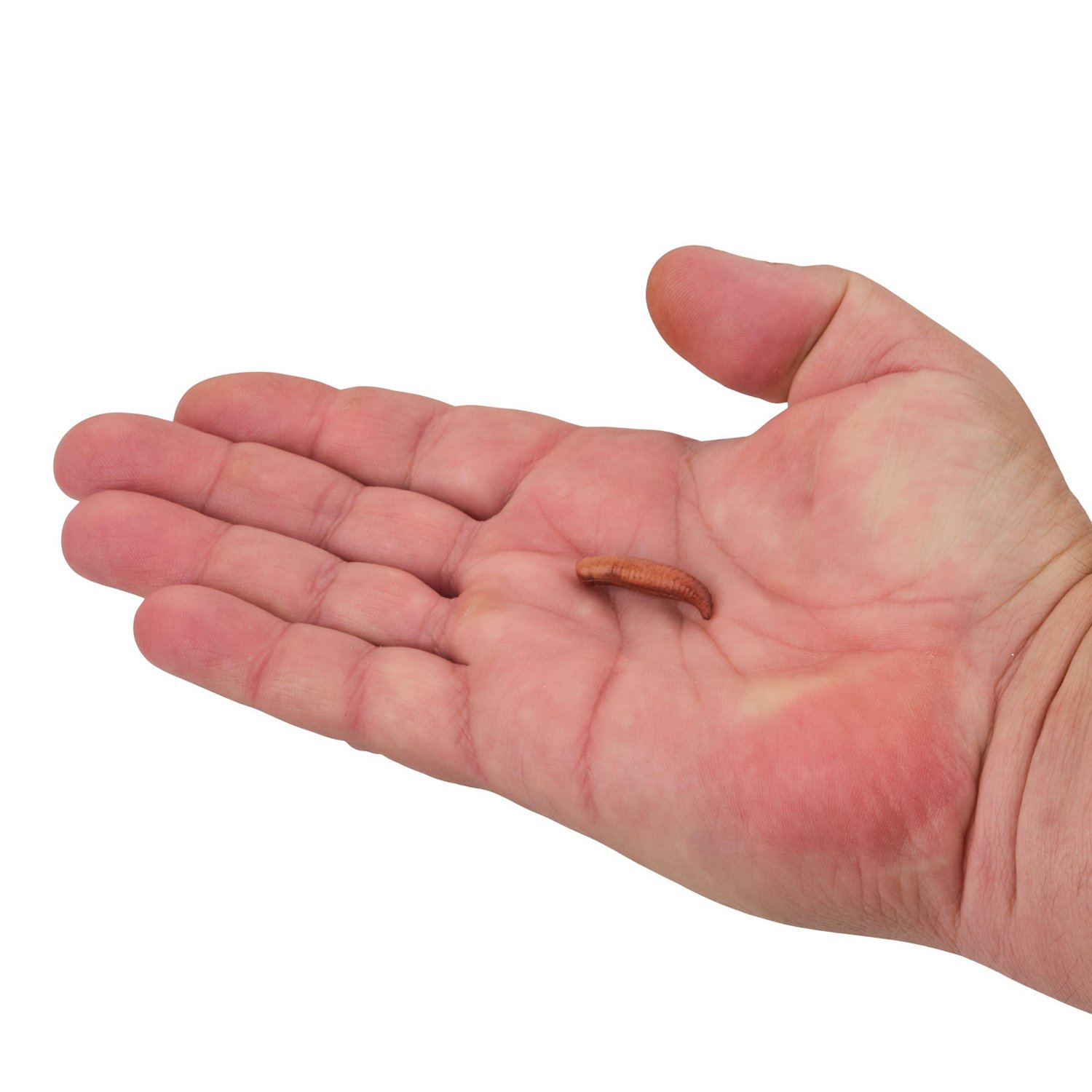 Berkley Gulp! Original Scent 2 in Floating Pinched Crawler 6-Pack - view number 3