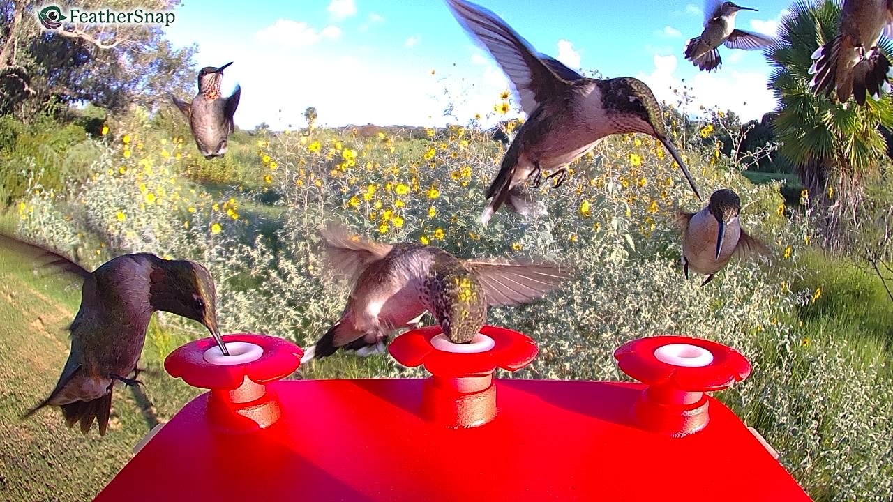 FeatherSnap Hummingbird Smart Feeder - view number 5