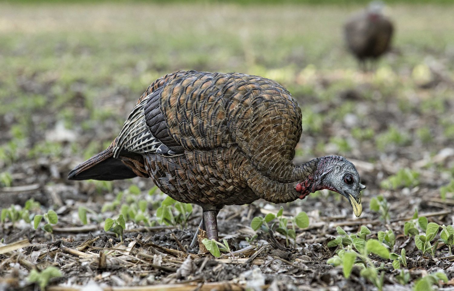 Avian-X LCD Feeder Hen Decoy                                                                                                     - view number 2