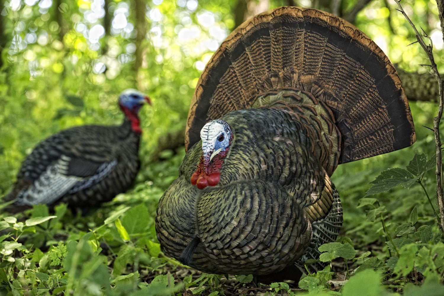 Avian-X LCD Strutter Decoy - view number 2