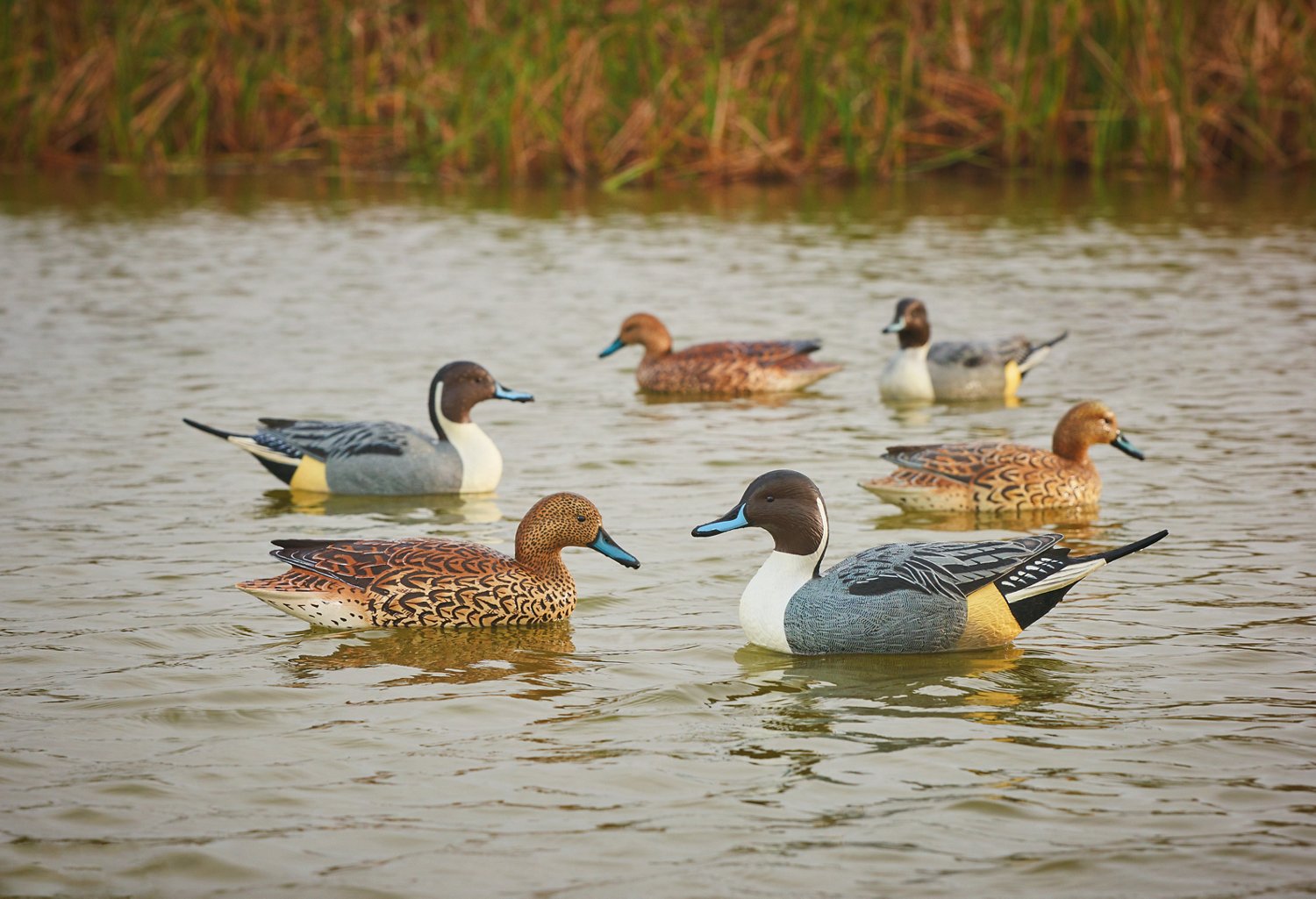 Game Winner® Carver's Edge Series 3-D Pintail Duck Decoys 6-Pack - view number 2