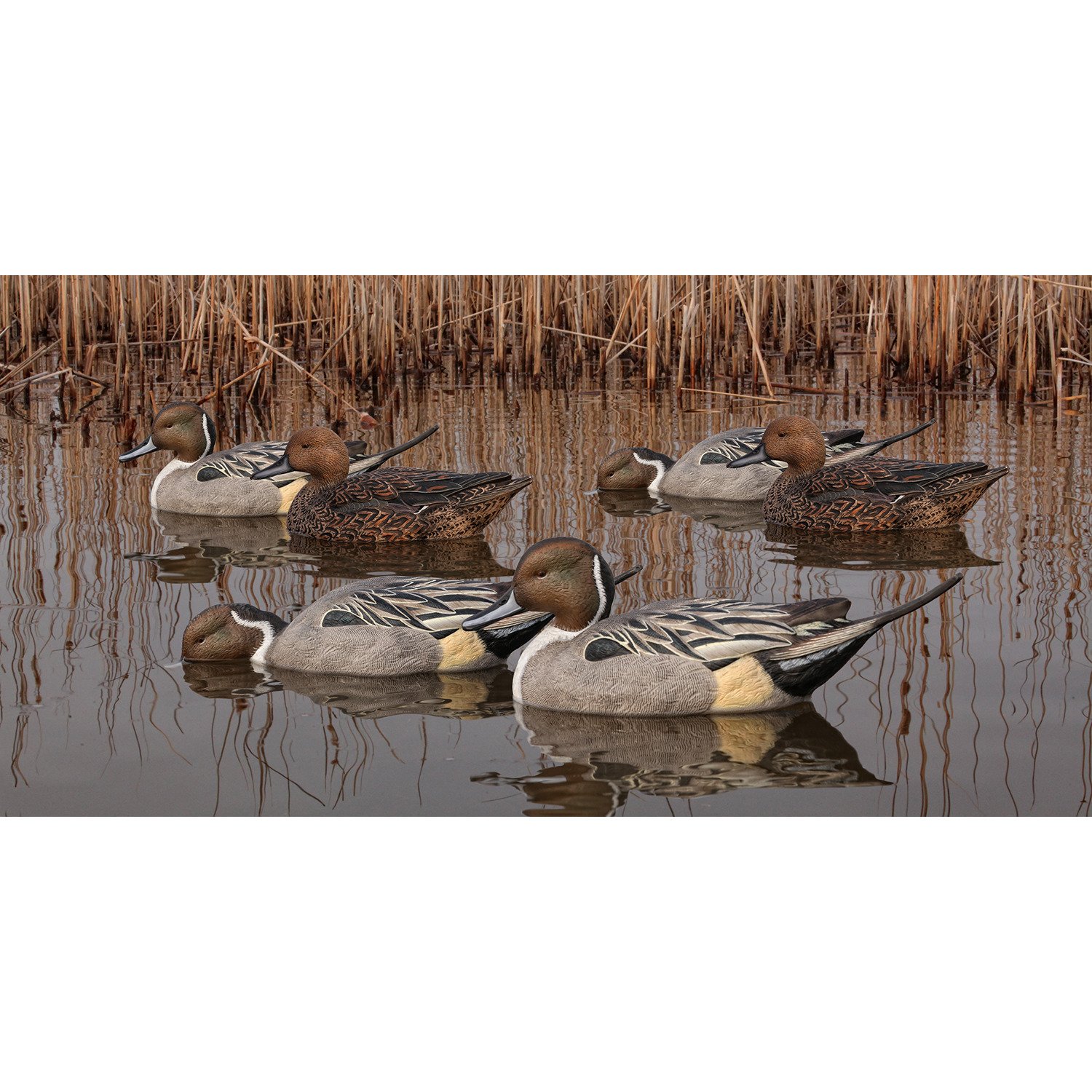 Avian-X Topflight Pintail Duck Decoys 6-Pack                                                                                     - view number 1