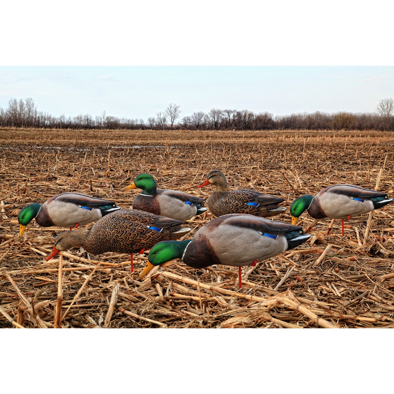 AvianX AXP FullBody Mallard Decoys 6Pack Academy