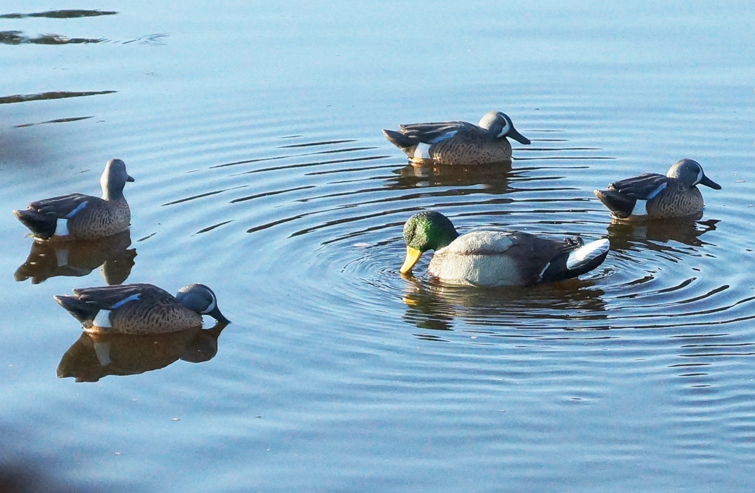 MOJO Outdoors™ Rippler Duck Decoy - view number 3