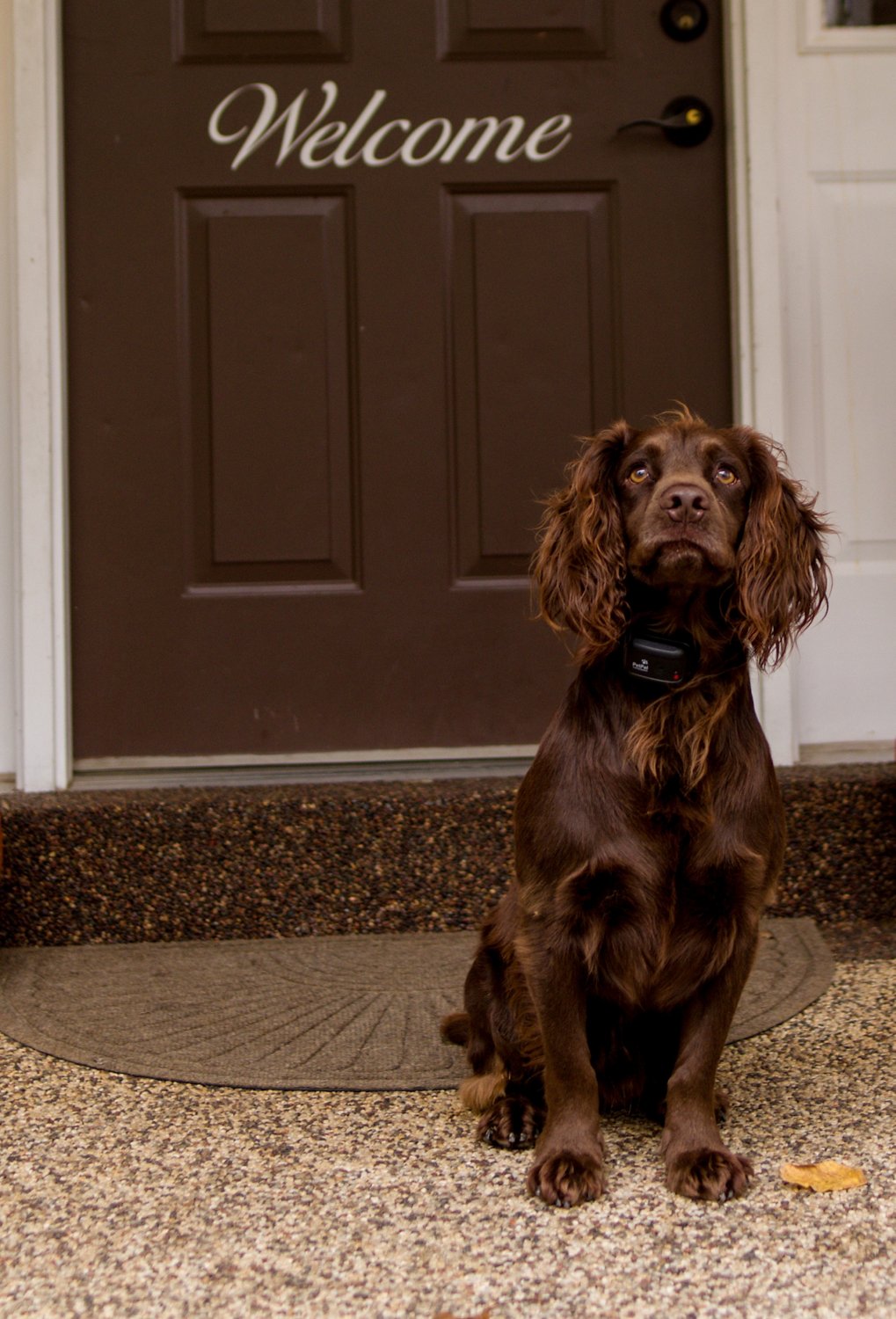 PetPal Training Systems Canine Coach 360 Collar System - view number 3