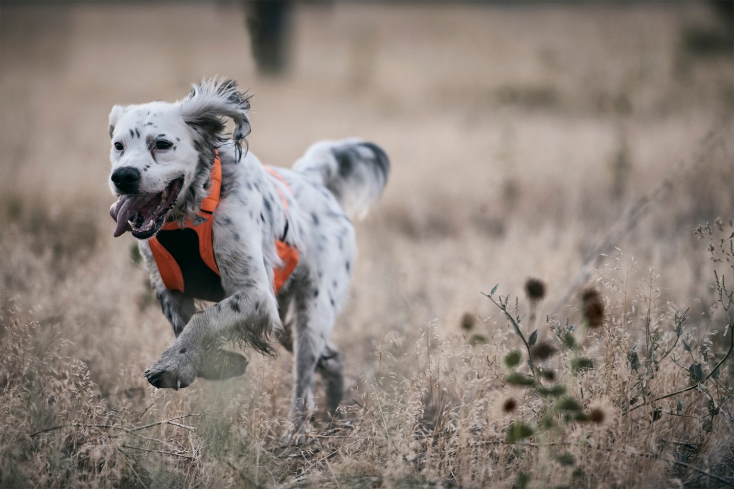 browning dog protection vest