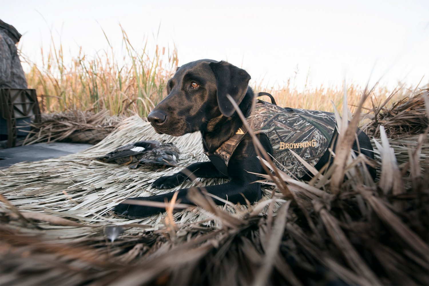 Browning shop dog vest