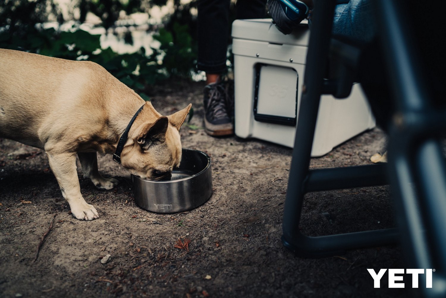 YETI Boomer 8 Dog Bowl Free Shipping at Academy