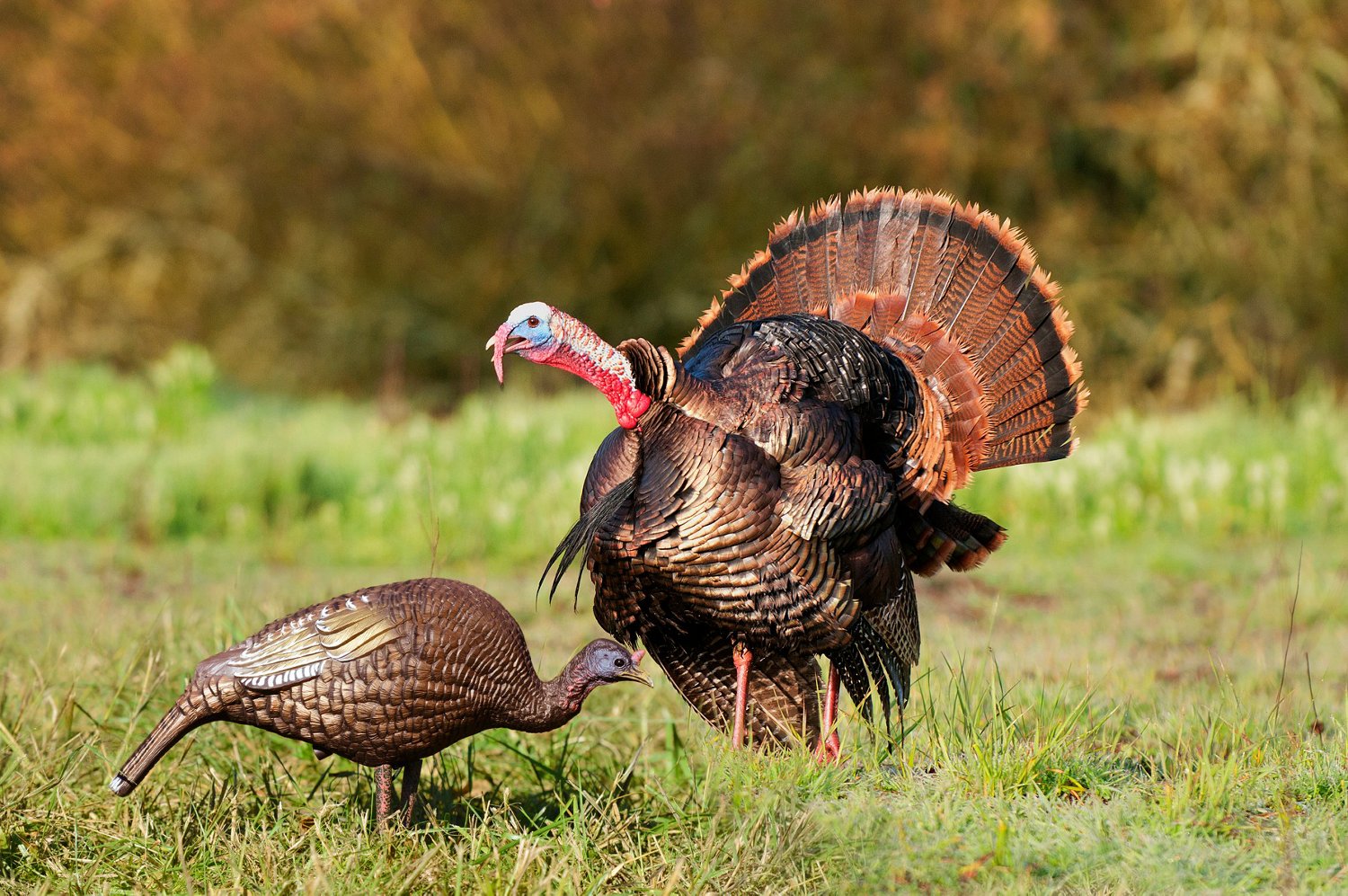 Higdon Feeder Hen Turkey Decoy                                                                                                   - view number 4