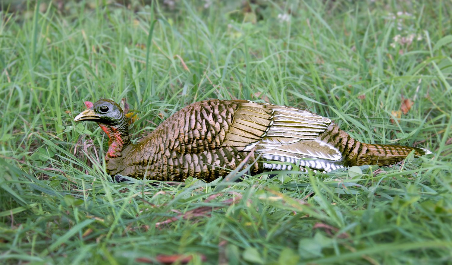 Higdon Laydown Hen Turkey Decoy                                                                                                  - view number 3