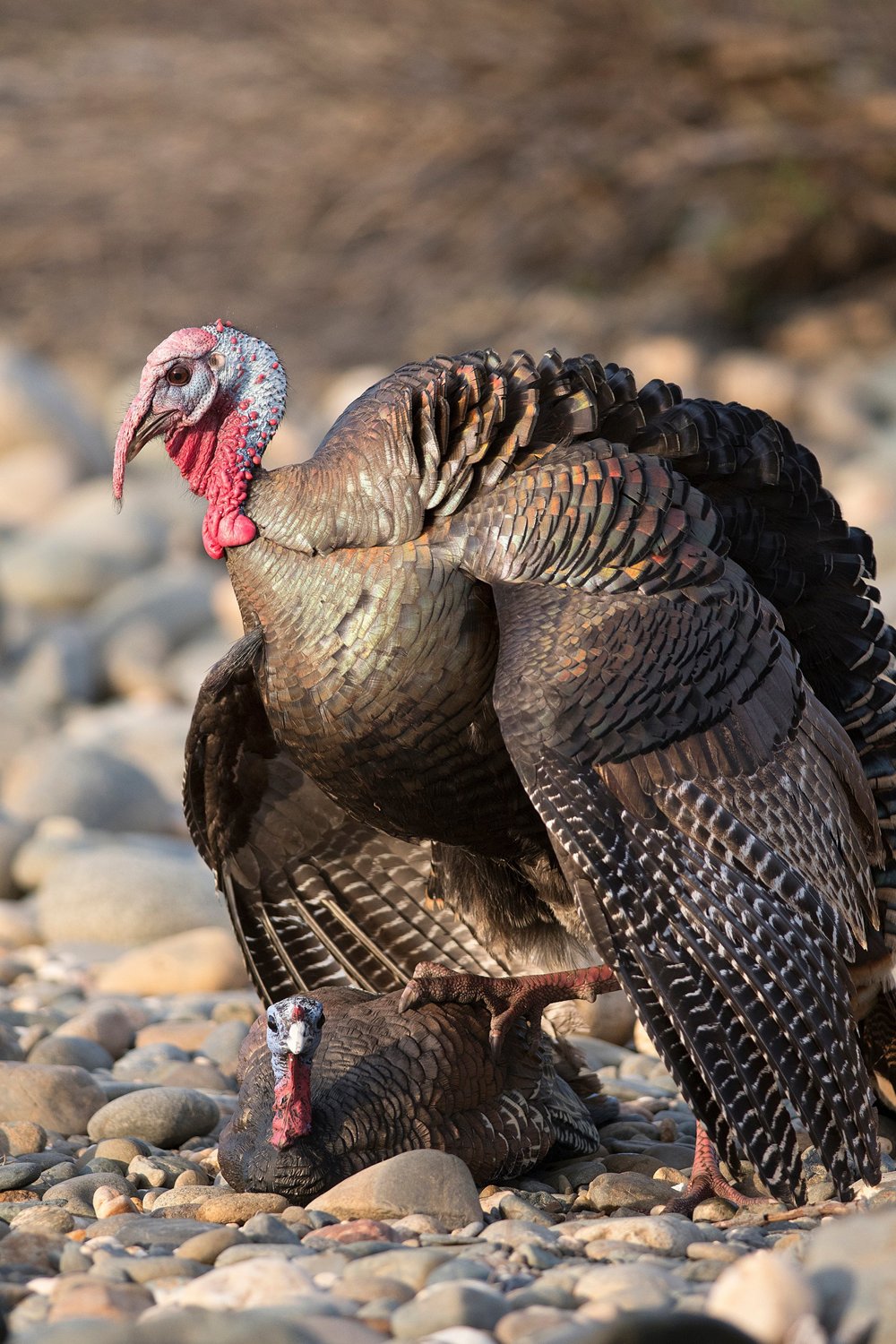 Higdon Laydown Hen Turkey Decoy                                                                                                  - view number 4