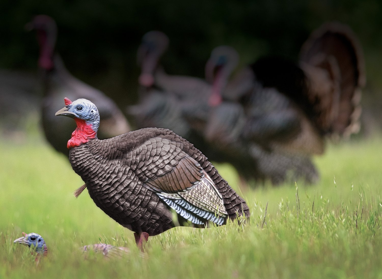 Higdon Quarter Strut Jake Decoy                                                                                                  - view number 4