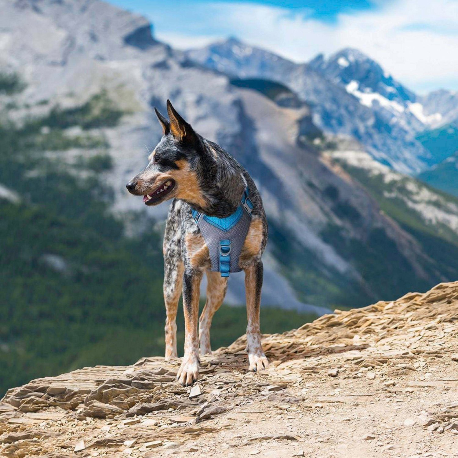 Kurgo Large Journey Air Harness - view number 4