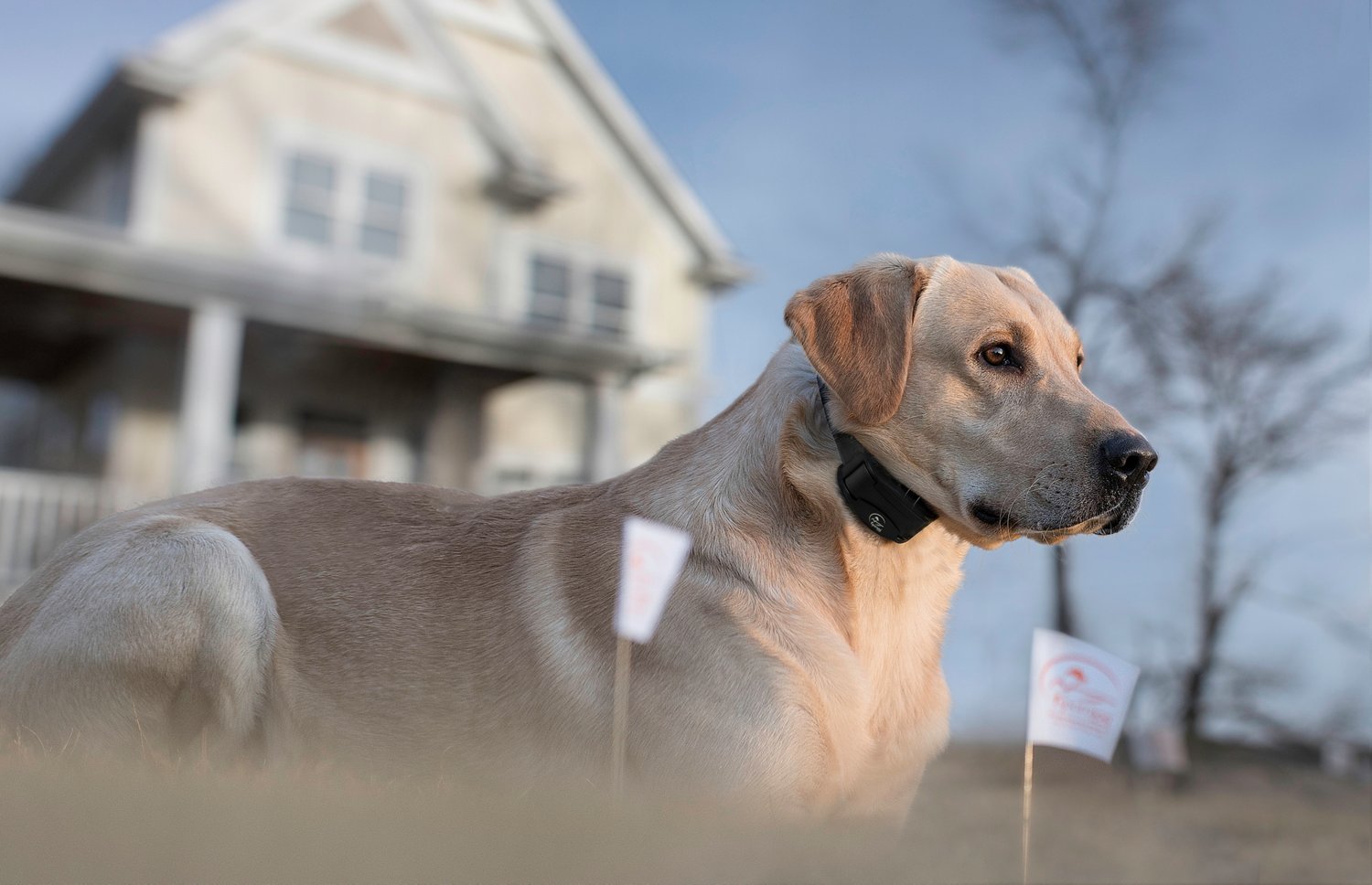 SportDOG Brand Rechargeable In-Ground Fence System - view number 4