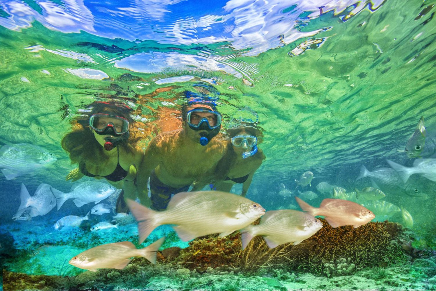 TUSA Visio Tri-Ex Combo                                                                                                          - view number 7