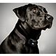 PetPal Training Systems Canine Coach 360 Collar System                                                                           - view number 5
