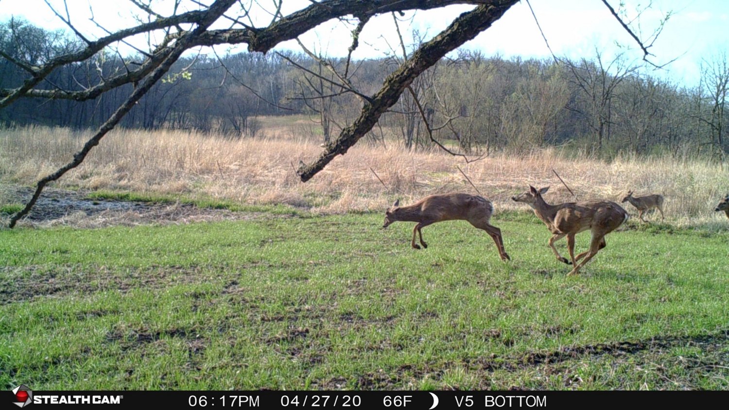 Stealth Cam Fusion 26.0 MP Cellular Wireless Camera - view number 5