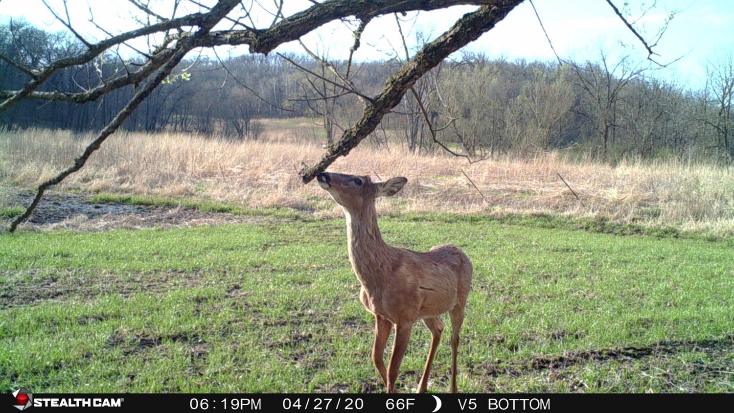 Stealth Cam Fusion 26.0 MP Cellular Wireless Camera - view number 6