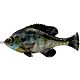 Savage Gear Pulse Tail Bluegill 4 in Swimbait                                                                                    - view number 1 selected