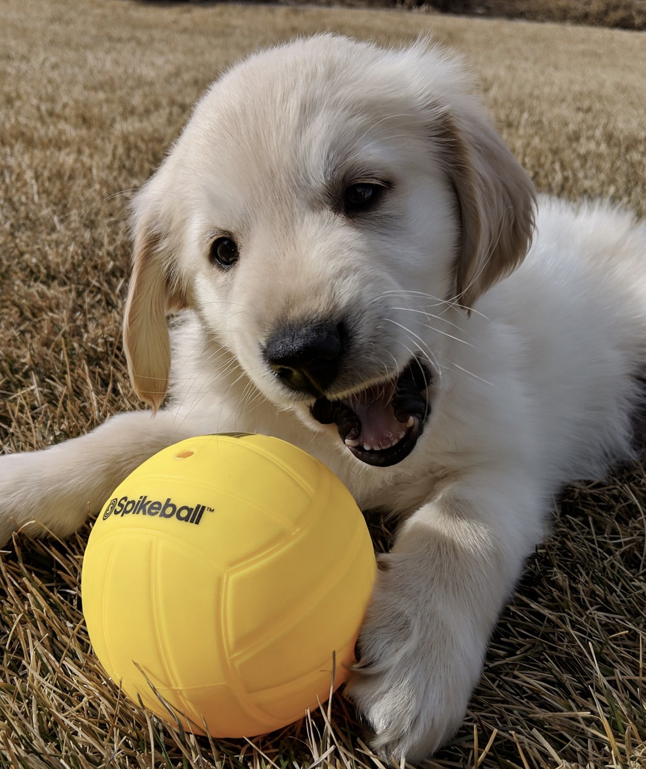 Spikeball Replacement Balls 2-Pack                                                                                               - view number 4