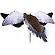 Avian-X Powerflight Spinning Wing Dove Decoy                                                                                     - view number 4