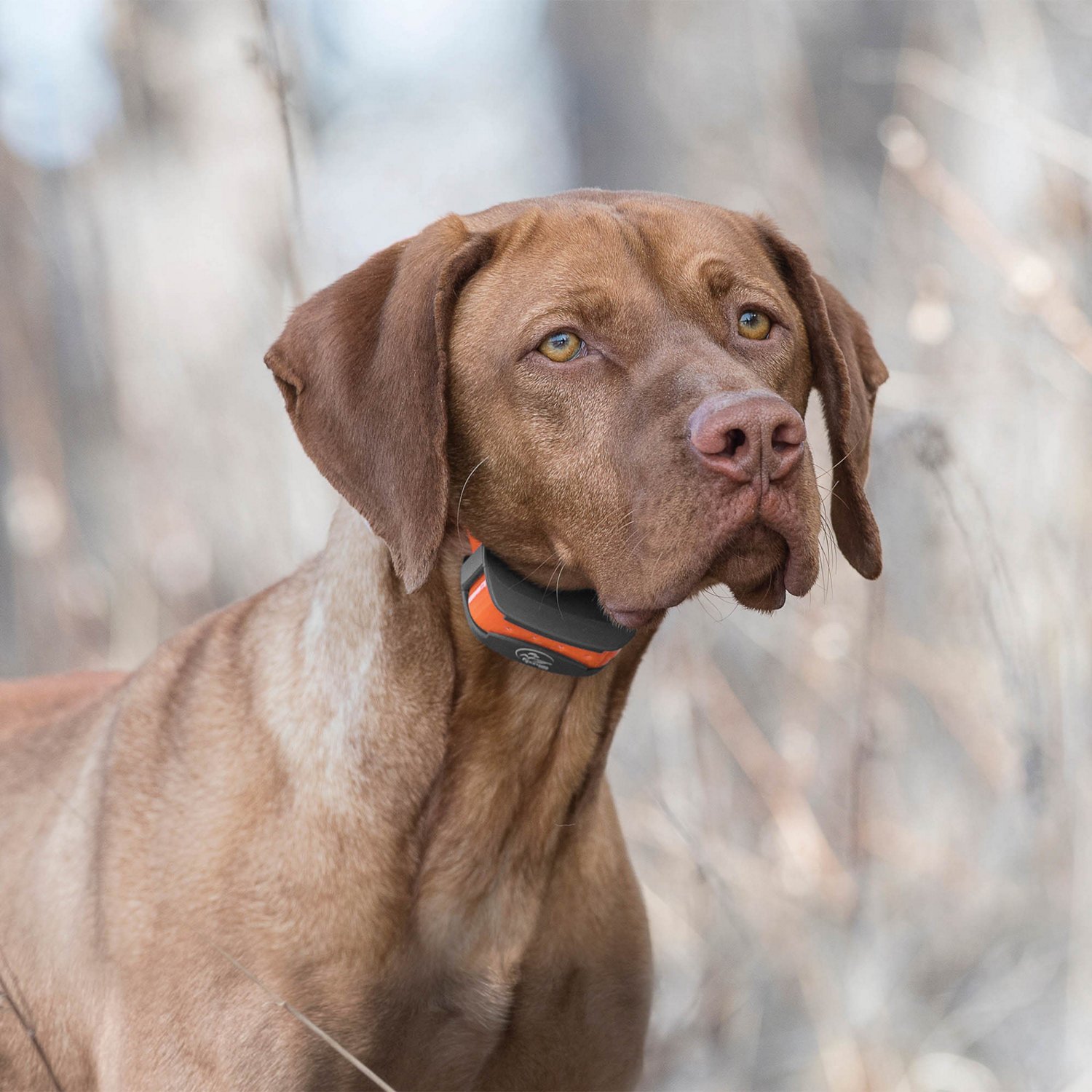 SportDOG Brand SportTrainer 575 Remote                                                                                           - view number 6