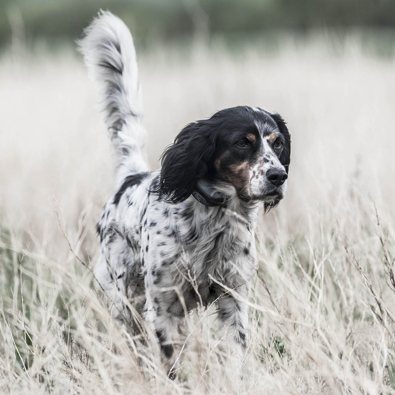 SportDOG Brand SportHunter 1825X Remote                                                                                          - view number 5