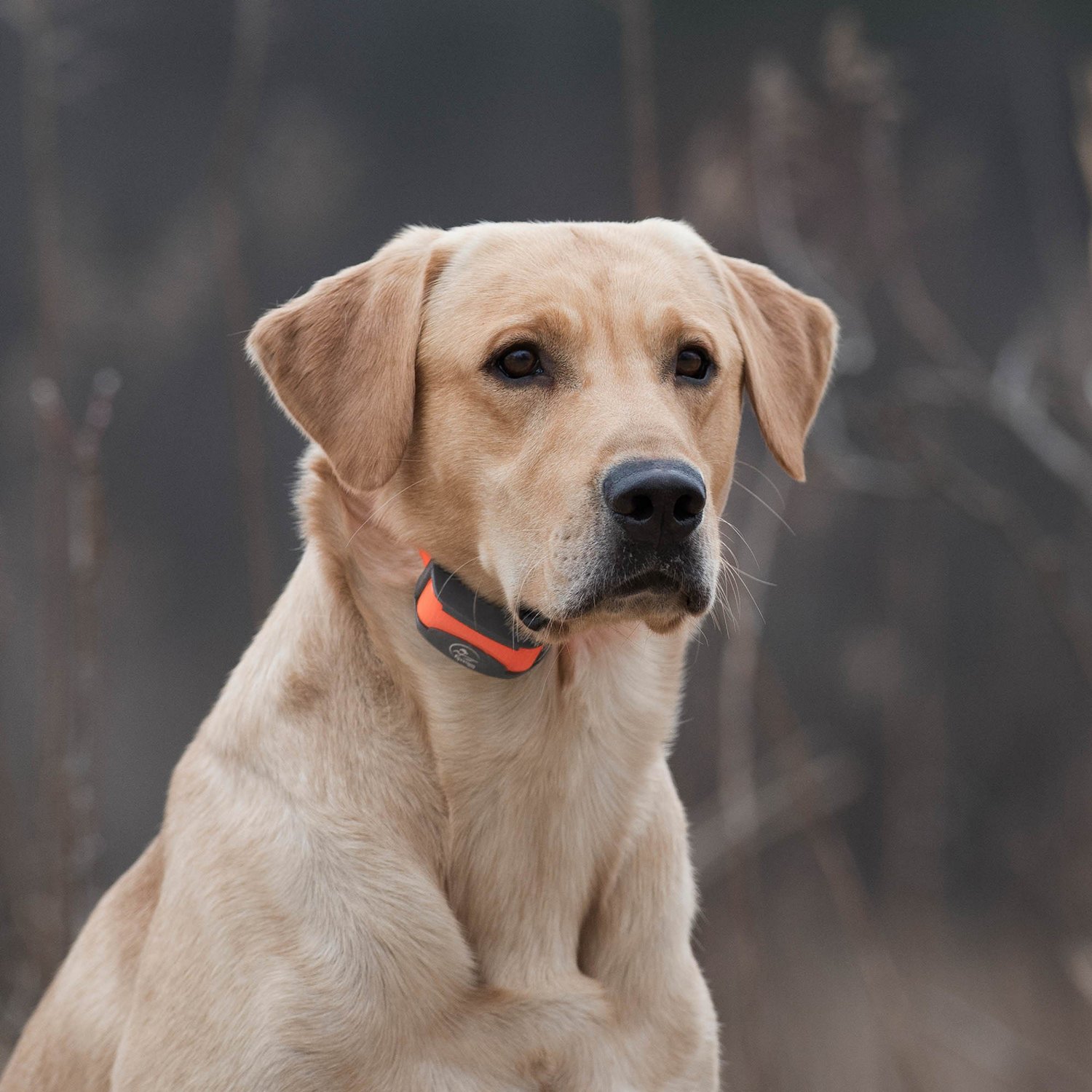 SportDOG Brand SportTrainer 875 Remote                                                                                           - view number 6