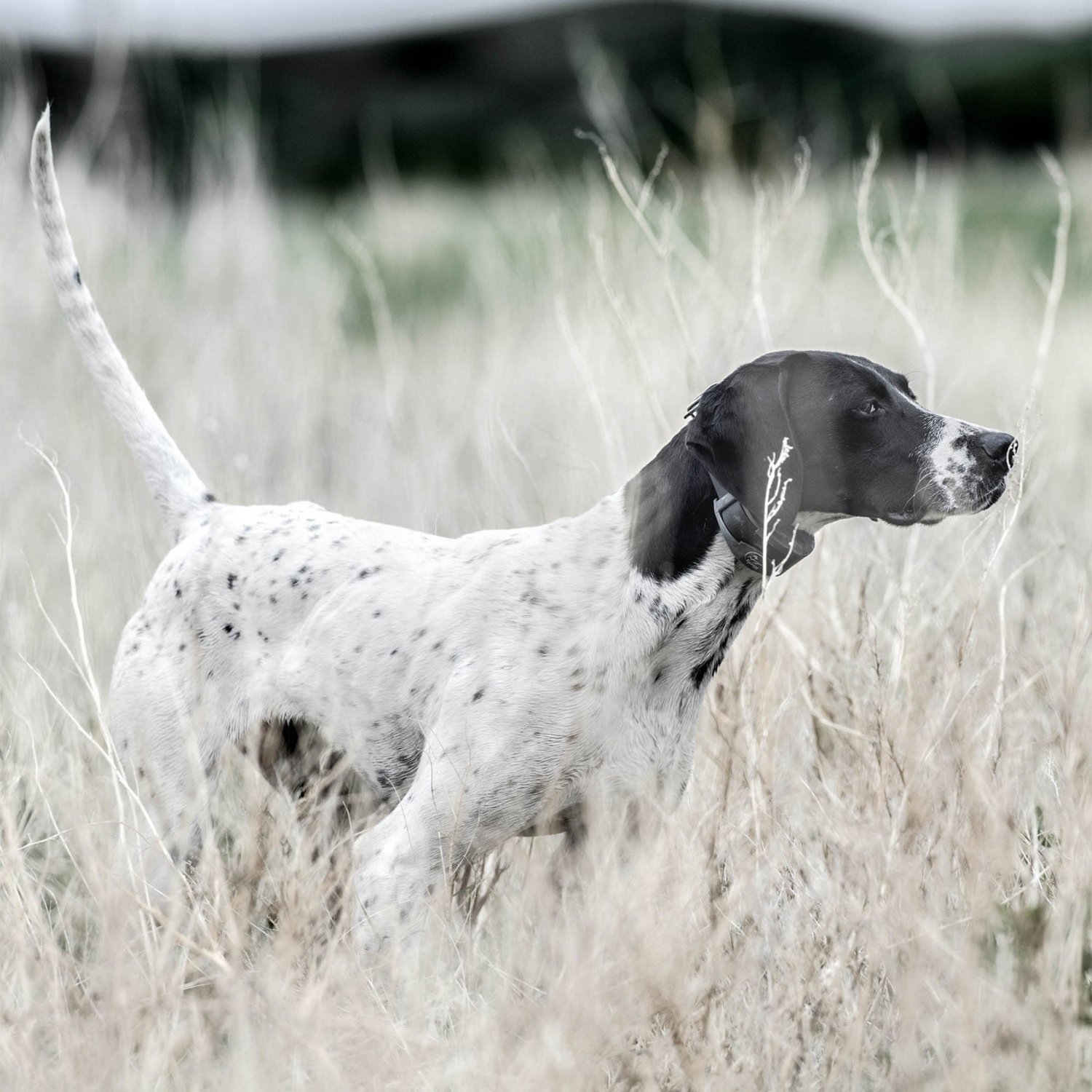 SportDOG Brand SportHunter 1225X Remote                                                                                          - view number 5