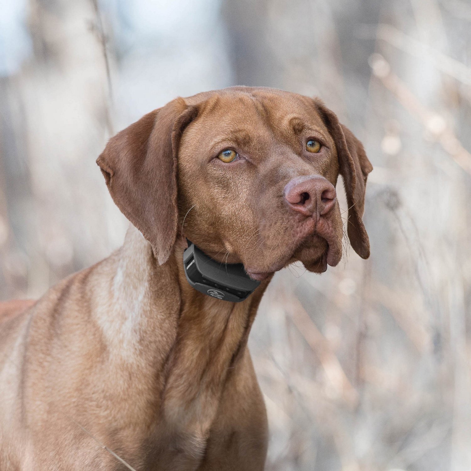 SportDOG Brand SportTrainer 575 Remote                                                                                           - view number 5