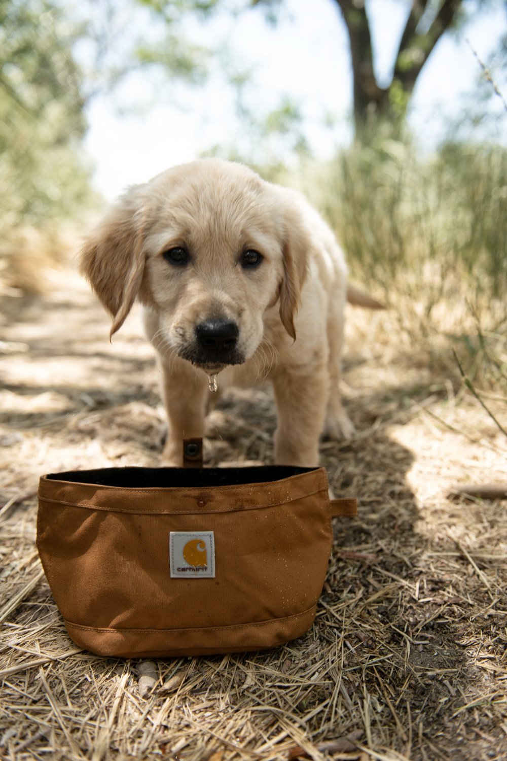 MLB Texas Rangers Portable Dog Water Bowl