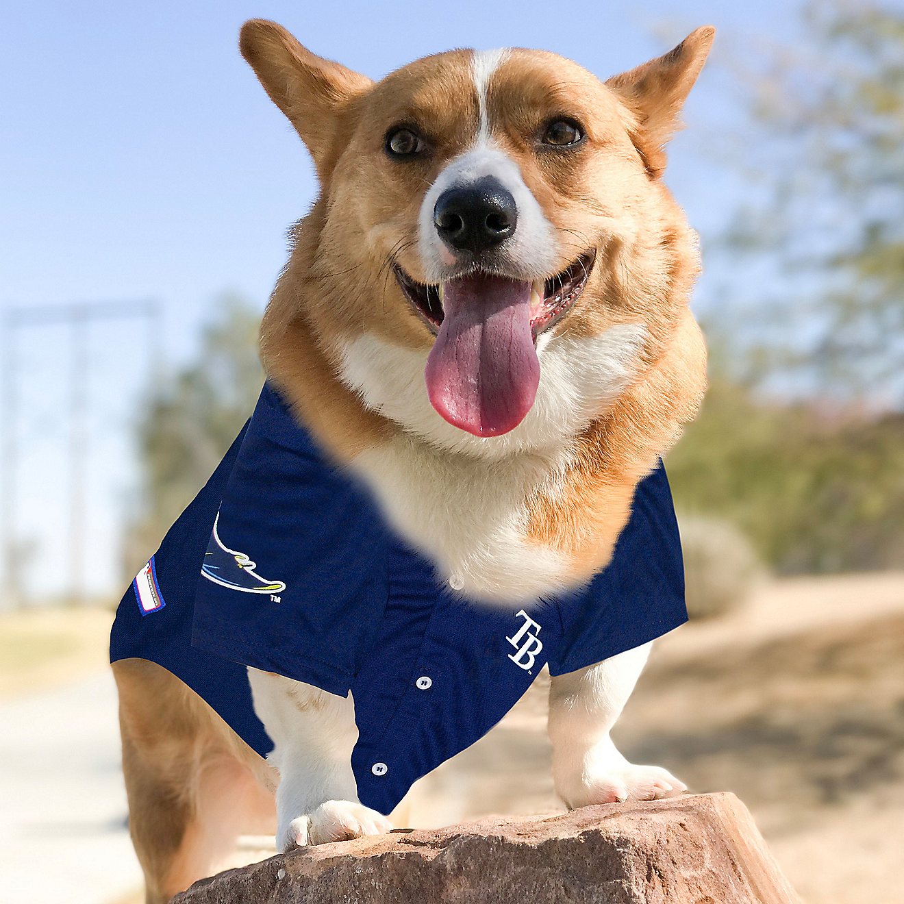 tampa bay rays dog shirt