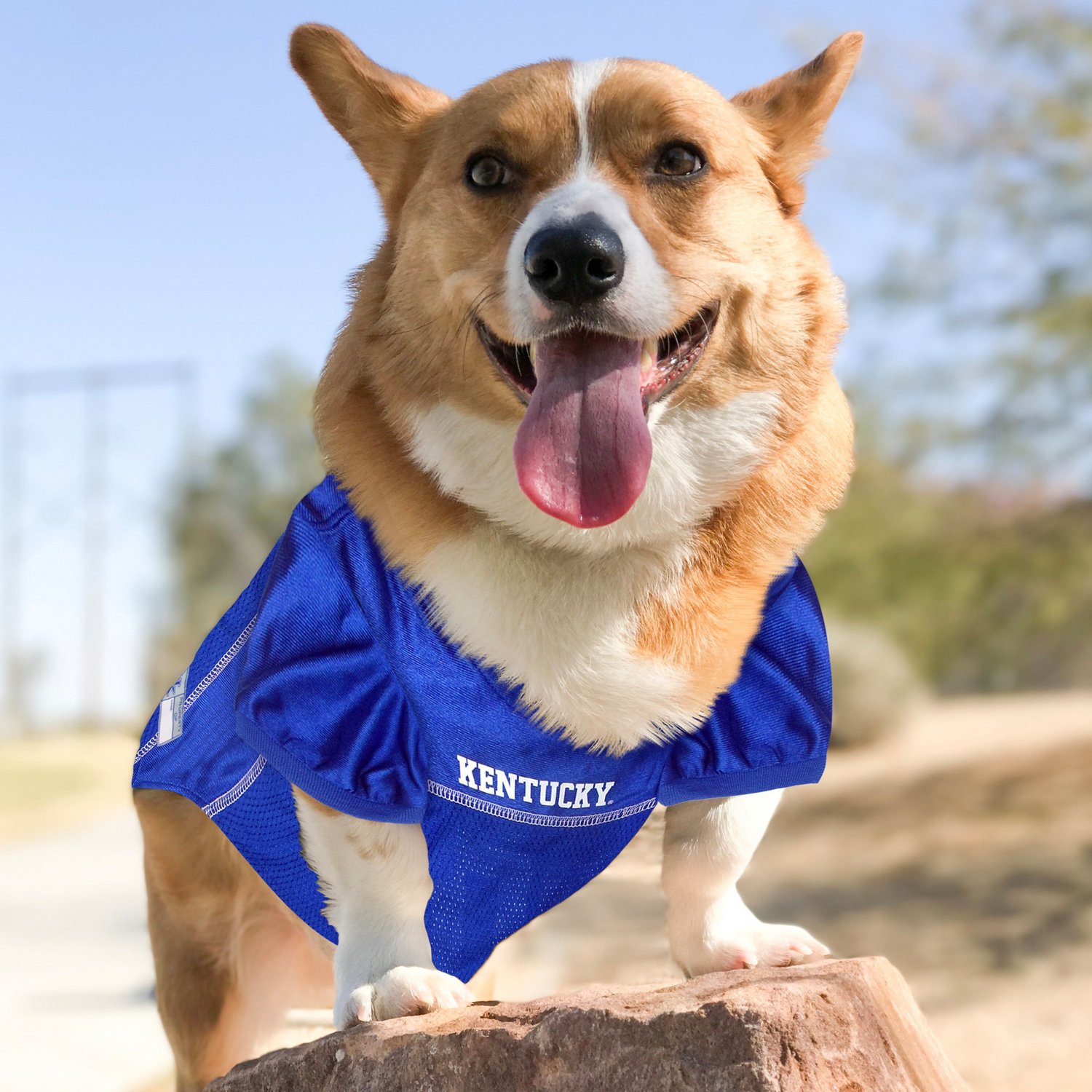 Pets First University of Kentucky Mesh Dog Jersey Academy