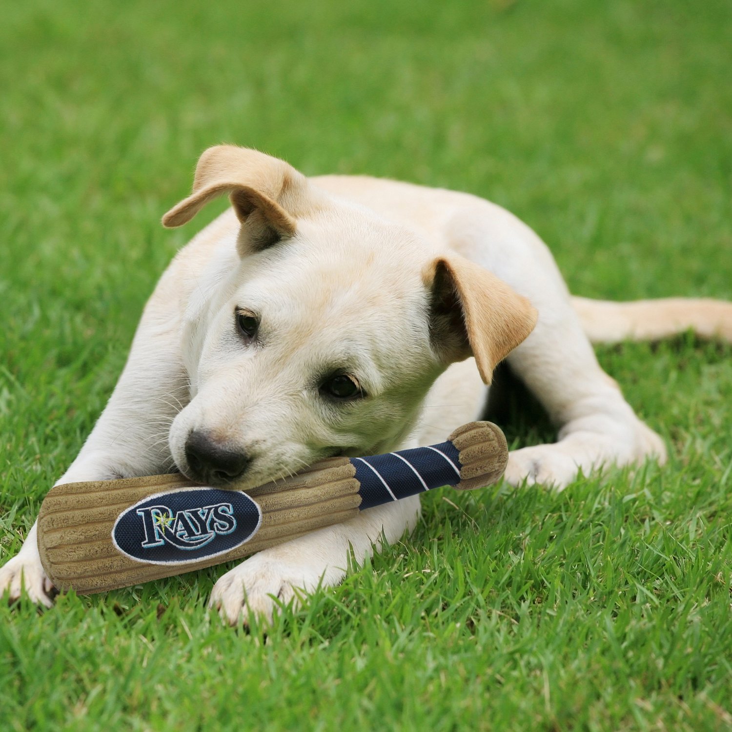 Pets First Tampa Bay Rays Baseball Bat Dog Toy Academy