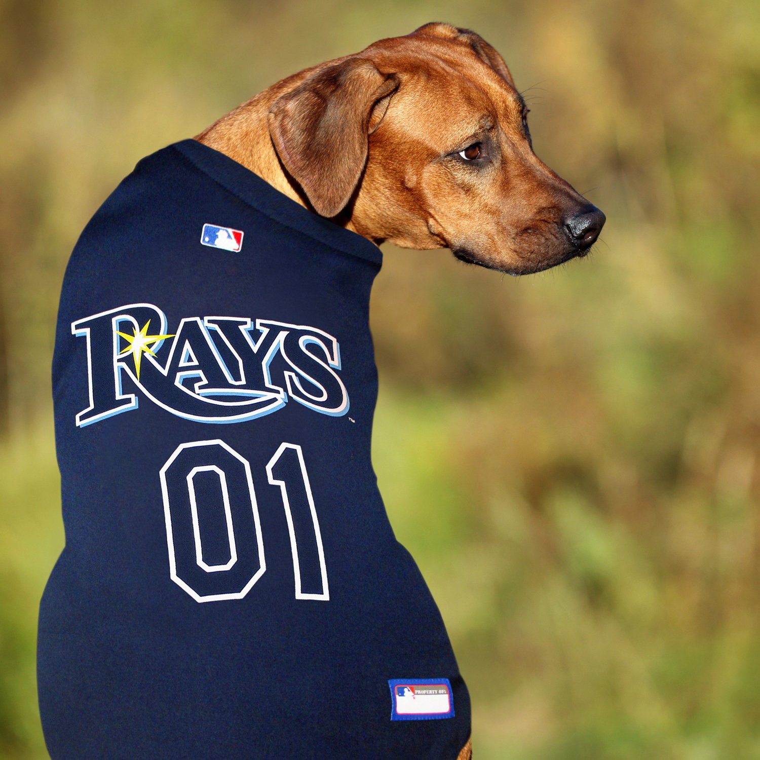 tampa bay rays dog jersey