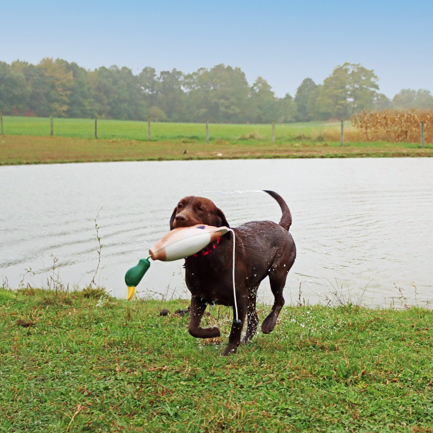 Duck dog hotsell training toy