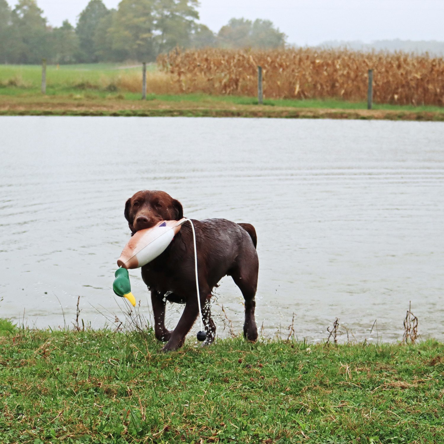 Water & Woods Medium Foam Duck Trainer - view number 7