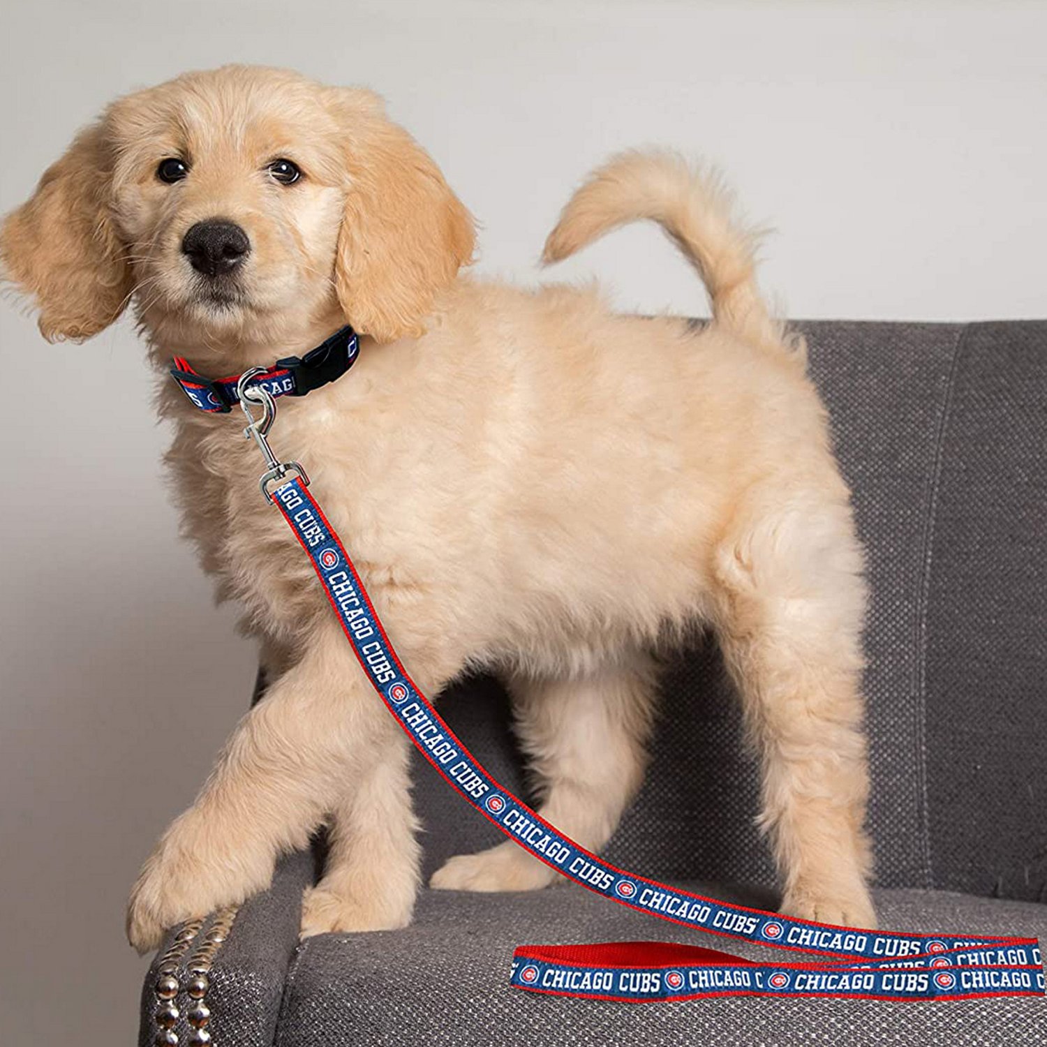 Chicago Cubs Dog 