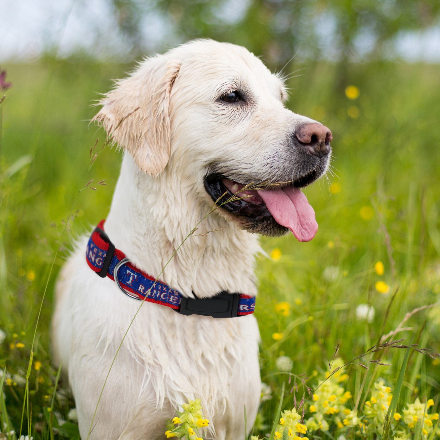 Pets First Texas Rangers Dog Collar Free Shipping at Academy