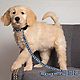 Pets First New York Yankees Dog Leash                                                                                            - view number 3