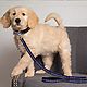 Pets First Colorado Rockies Dog Leash                                                                                            - view number 3 image