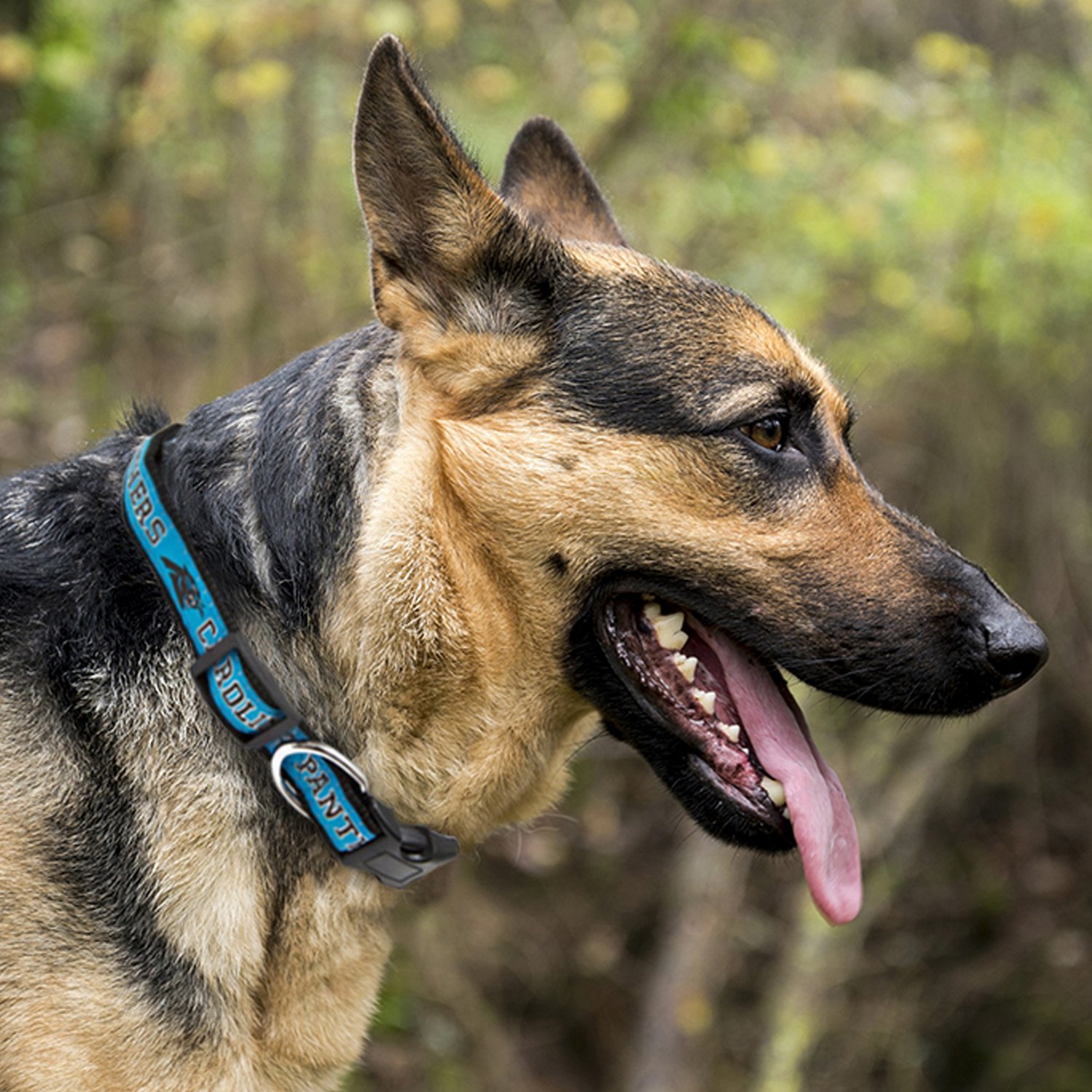 Pets First Carolina Panthers Dog Collar Academy