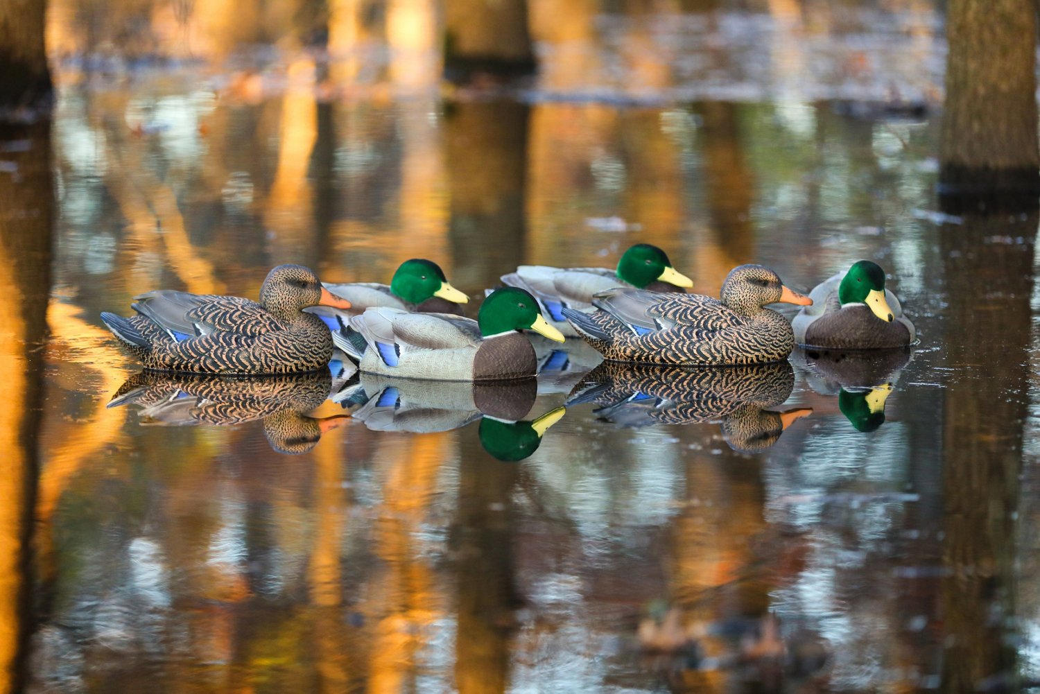 Lifetime Flocked Mallard HydroFoam Ultra-light Decoy 6-Pack | Academy