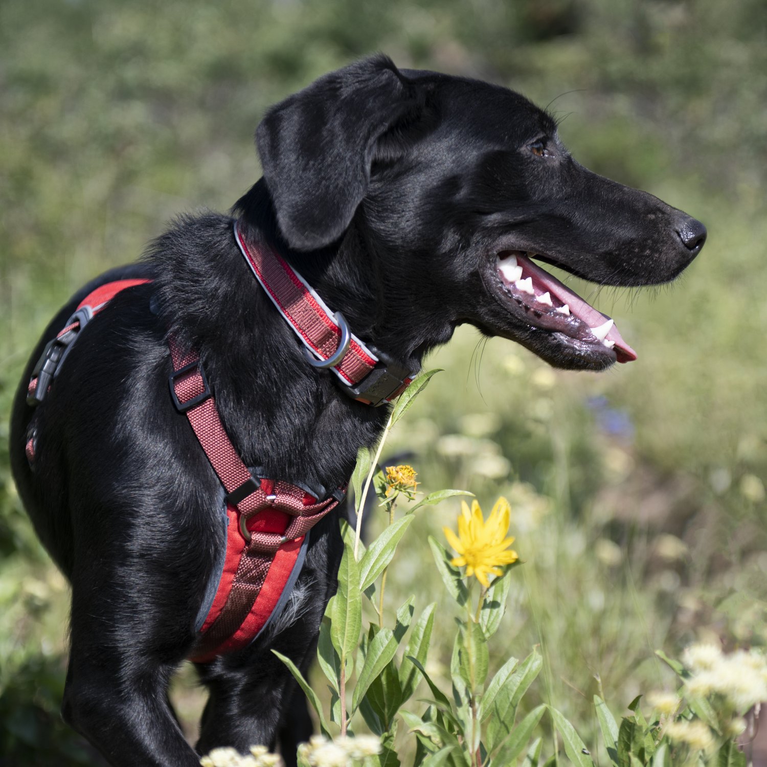 Jeep Off Road Premium Dog Collar Academy