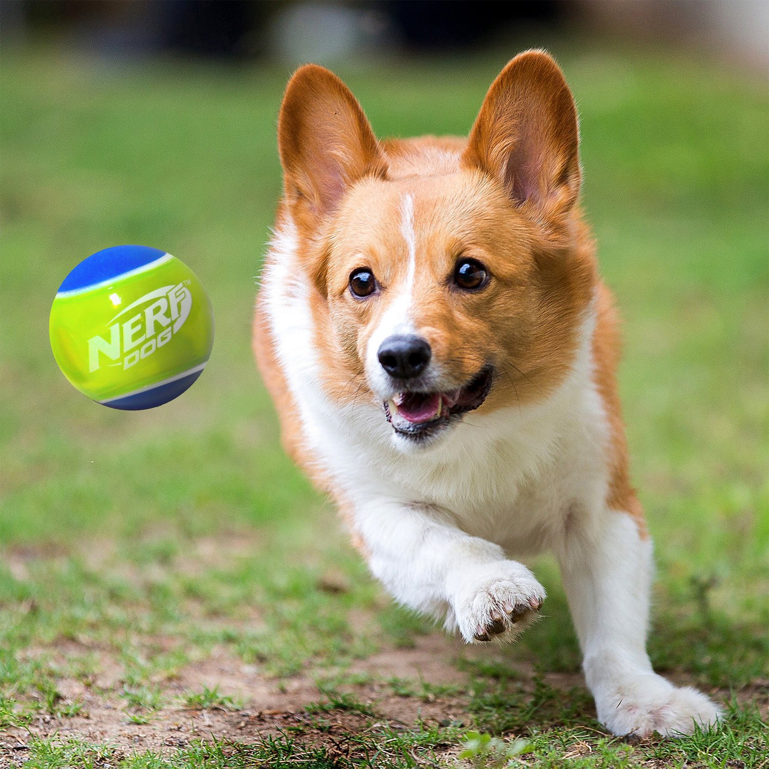 NERF TPR LED 2.5 in Dog Tennis Balls 2-Pack                                                                                      - view number 6