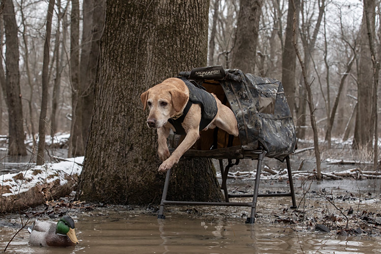 MOmarsh Invisi-Lab Dog Blind - view number 5