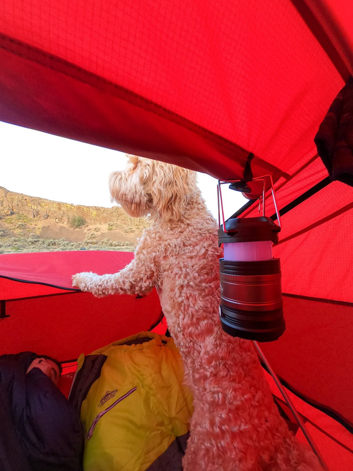  Cascade Mountain Tech 100 Lumen Pop-Up LED Lantern