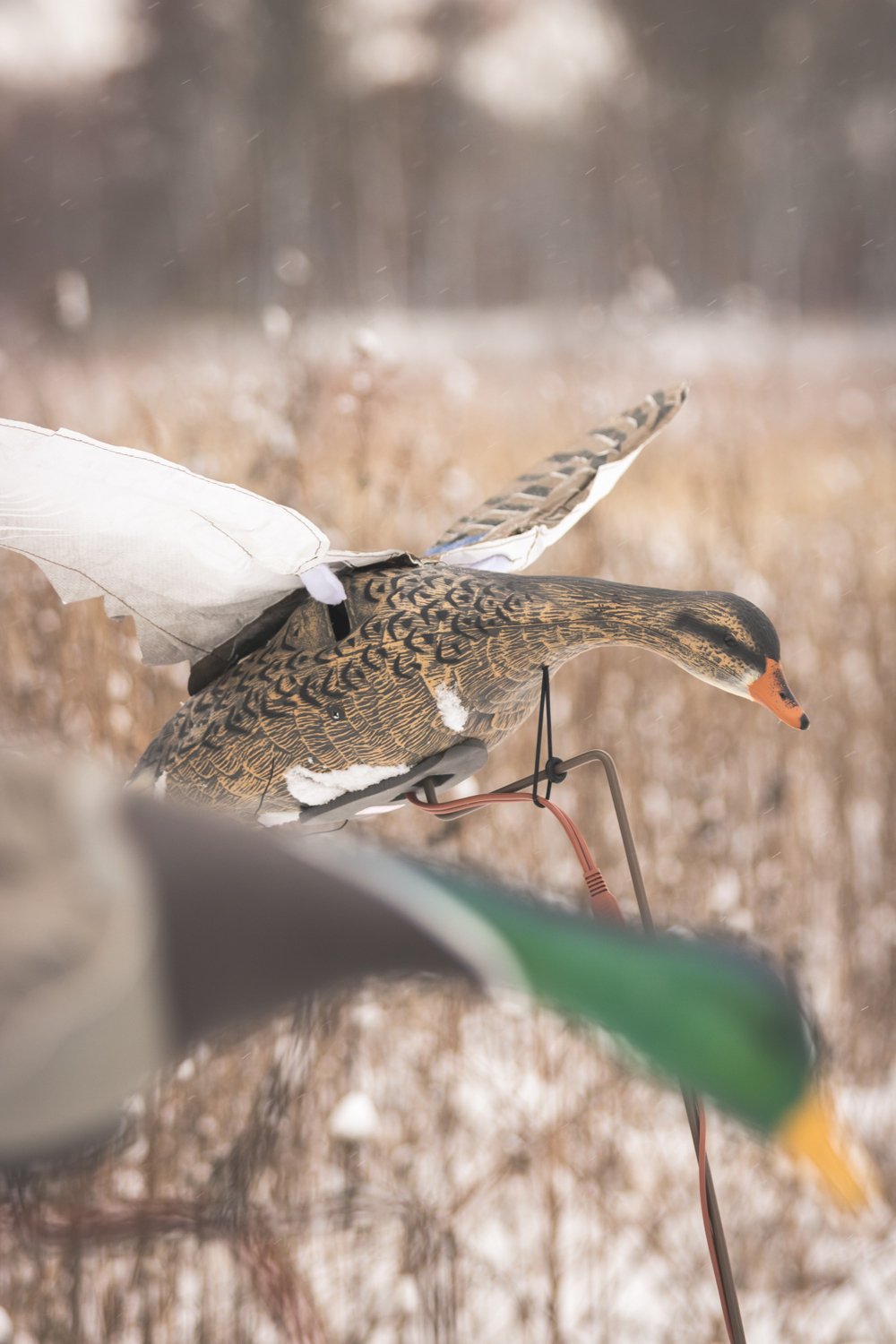 Higdon Clone Mallard Hen Decoy - view number 5