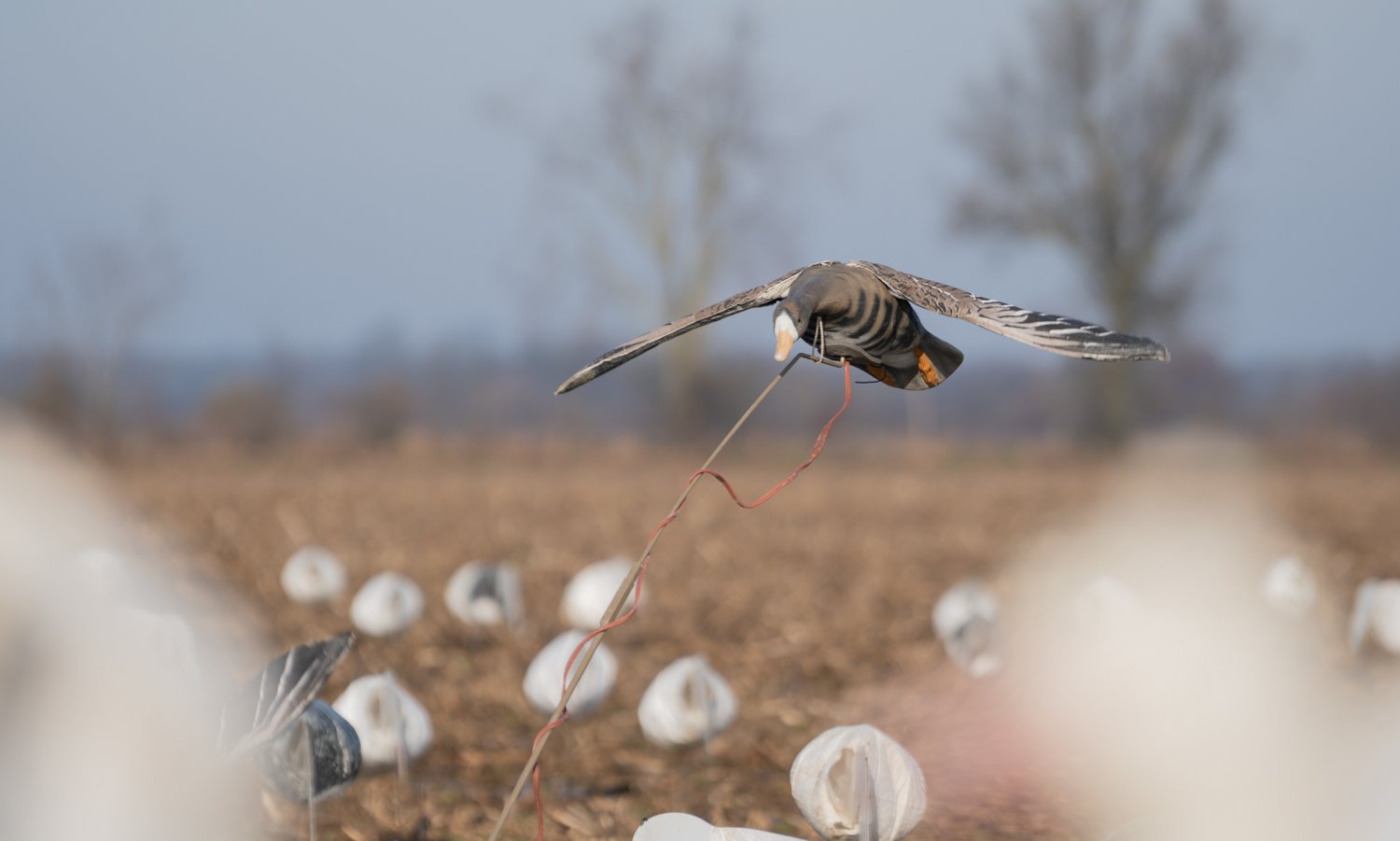 Higdon Clone Specklebelly Goose Decoy